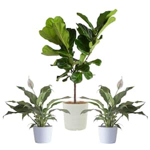 10 in. Fiddle Leaf Lyrata Standard and (2) 6 in. Spathiphyllum Peace Lily Plant in White Decor Planter, (3 Pack)