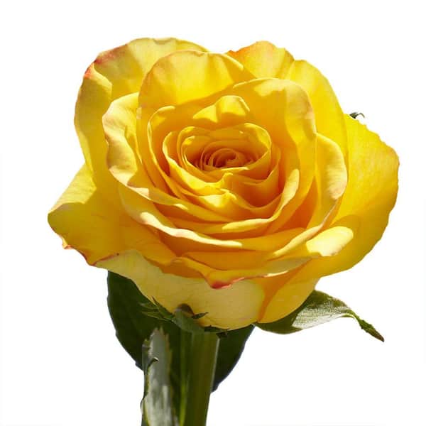Globalrose 50 Yellow Roses- Fresh Flower Delivery