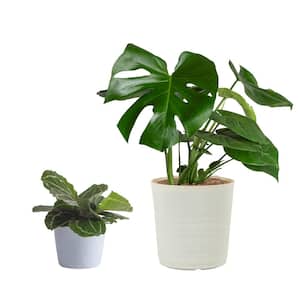 10 in. Monstera Swiss Cheese and 6 in. Calathea Grower's Choice Plant in White Decor Planter, (2 Pack)
