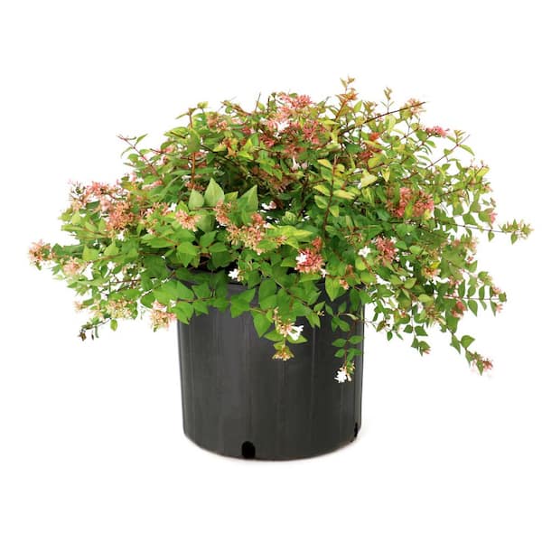 3 gal. Abelia Canyon Creek Shrub