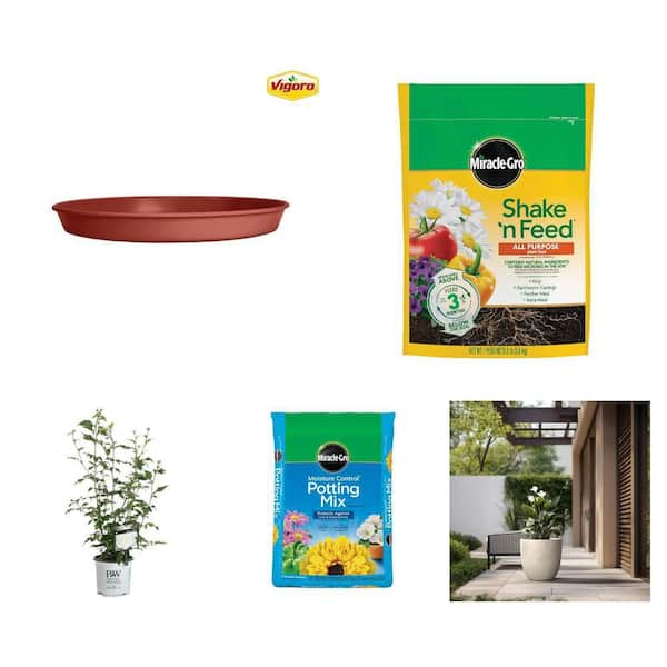Antonella Plant Saucer, 18 in. Concrete Planter, Potting Mix, Plant Food and Rose of Sharon Shrub Combo (5 Piece)