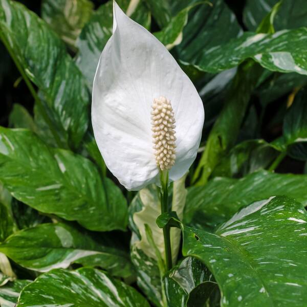 national PLANT NETWORK 4 in. Spathiphyllum Domino Variegated Peace