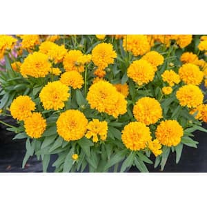 2 Gal. Assorted Color Tickseed Coreopsis Golden Sphere