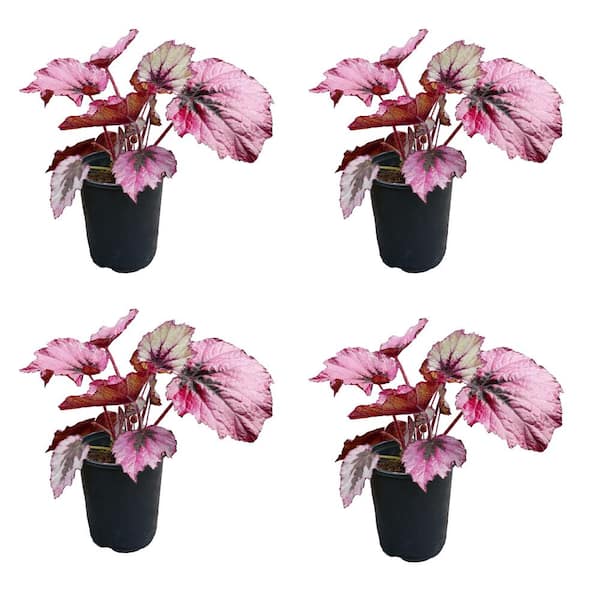 2.5 qt. Rex Begonia Ruby Slippers Annual Plant with Pink Flowers-(4-Pack)