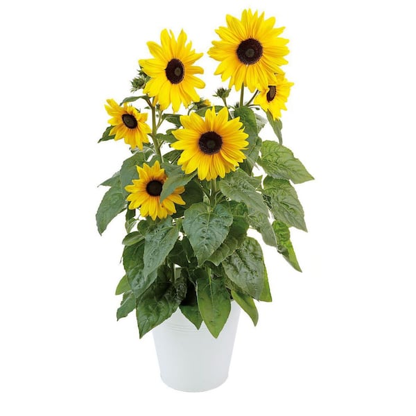 national PLANT NETWORK 4 in. Sunfinity Yellow Bloom Sunflower Plant (3-Piece)