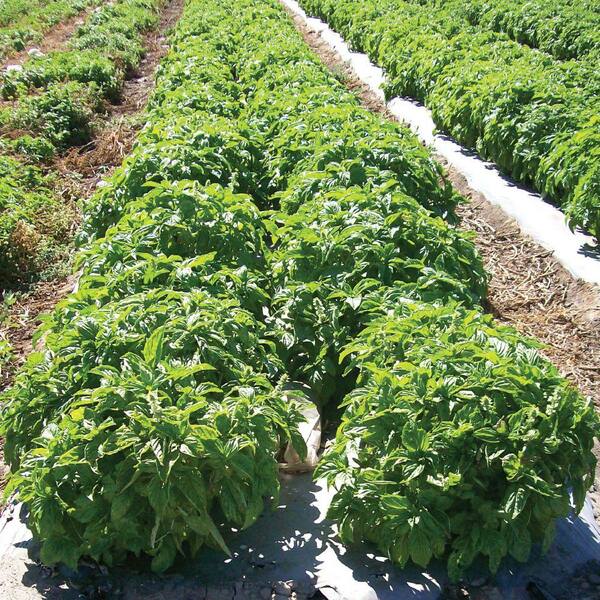 Seeds of change sweet italian large leaf basil seed 06452 the home depot