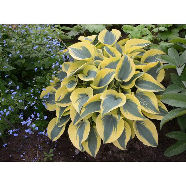 PROVEN WINNERS 3 Gal. Shadowland Autumn Frost (Hosta) Live Plant, Green and Yellow Foliage