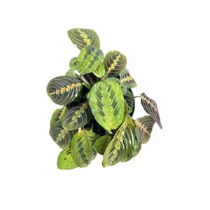 6 in.  Maranta Red Plant in Grower Pot