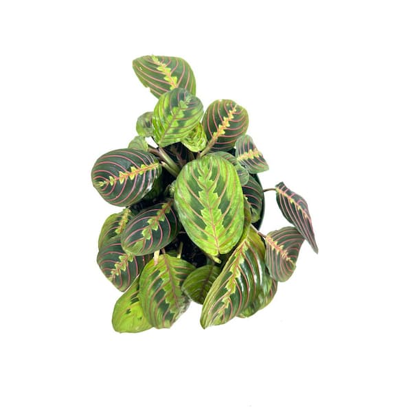HAMPSHIRE FARMS 6 in. Maranta Red Plant in Grower Pot