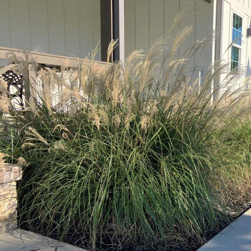 Dwarf Zebra Maiden Grass for Sale Online - The Greenhouse