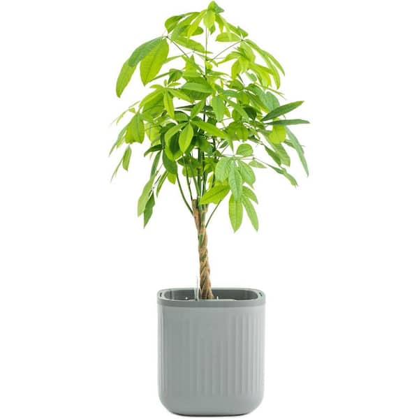 Self Watering Plastic Pots Planters with Water Gauge for Effortless Indoor Plants Fog Gray