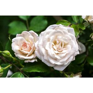 3 Gal. The White Drift Rose Bush with White Flowers (2-Plants)