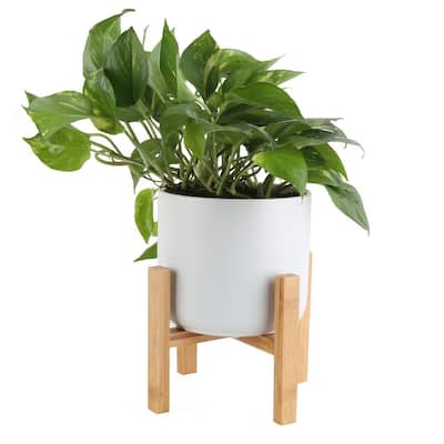 6 in. Pothos Plant in White Mid Century Planter and Stand