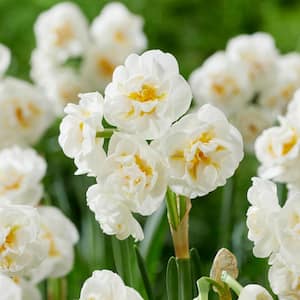 12/14 cm, Bridal Crown Double Daffodil Bulbs, White (Bag of 100)