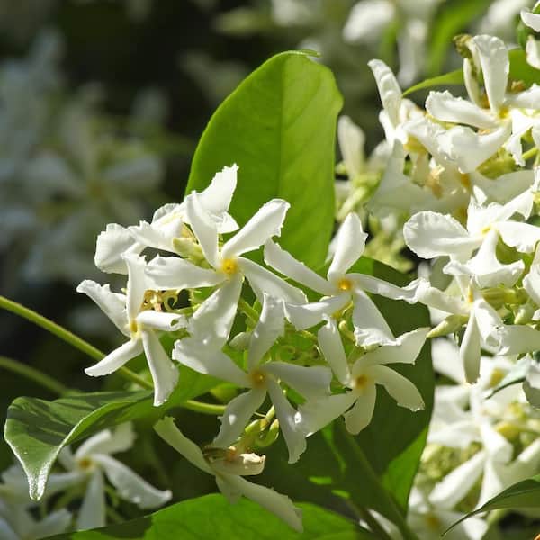 national PLANT NETWORK 2.5 in. Star Jasmine Plant with White