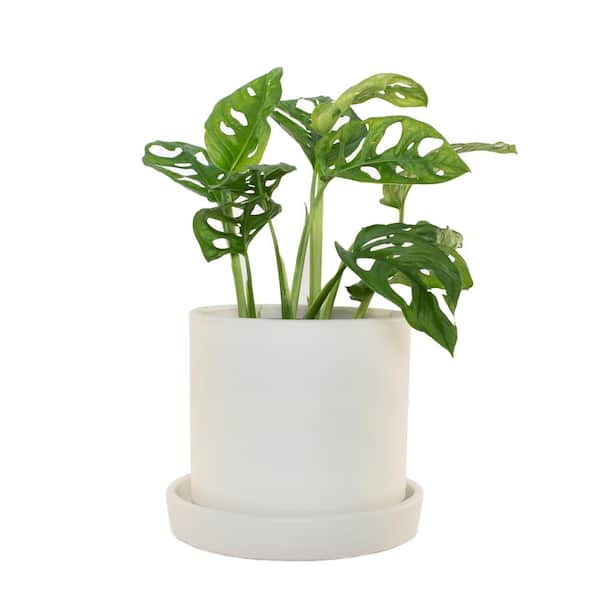 national PLANT NETWORK 7 In. Cream Planter w/Saucer and a 6 In. Monstera Adansonii (1-Piece)