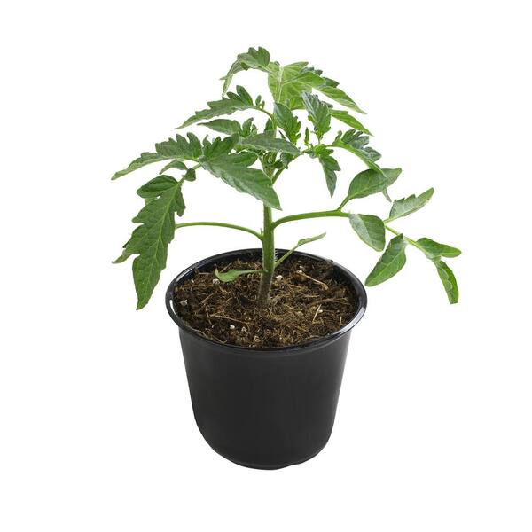 ALTMAN PLANTS Early Girl Tomato Live Vegetable Garden Pack In 4 in. Grower Pot (includes 3 Outdoor Plants)