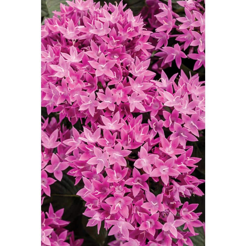 PROVEN WINNERS 4-pack, 4.25 in. Grande Sunstar Lavender Egyptian Star  Flower (Pentas) Live Plant, Purple Flowers PENPRW2117524