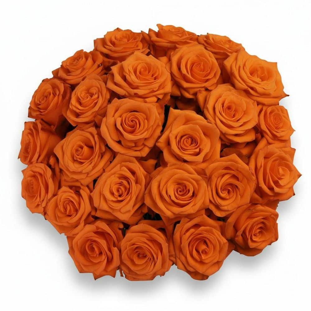 FLORAVAS 25-Stem Orange Roses with Glass Vase-Fresh Cut Rose