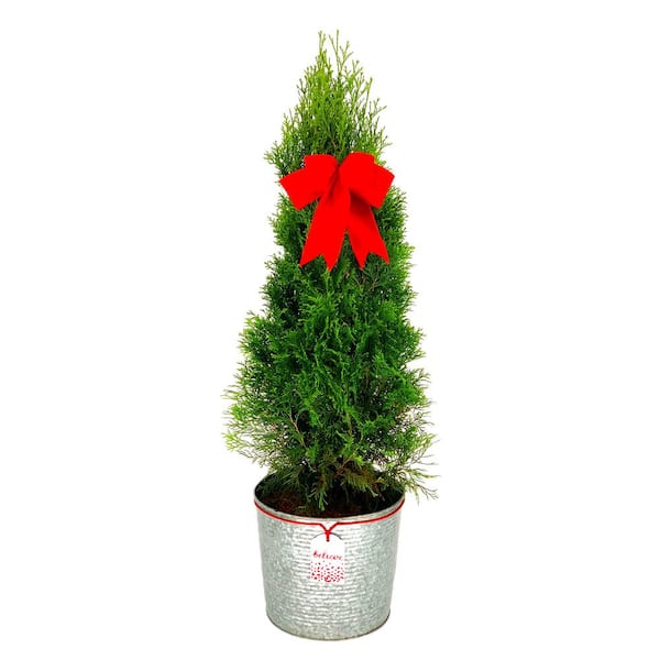 Unbranded 11 in Holiday Emerald Green Arborvitae in Farmhouse Metal Pot with Bright Red Holiday Bow (Approx Shipping Height 48 in)