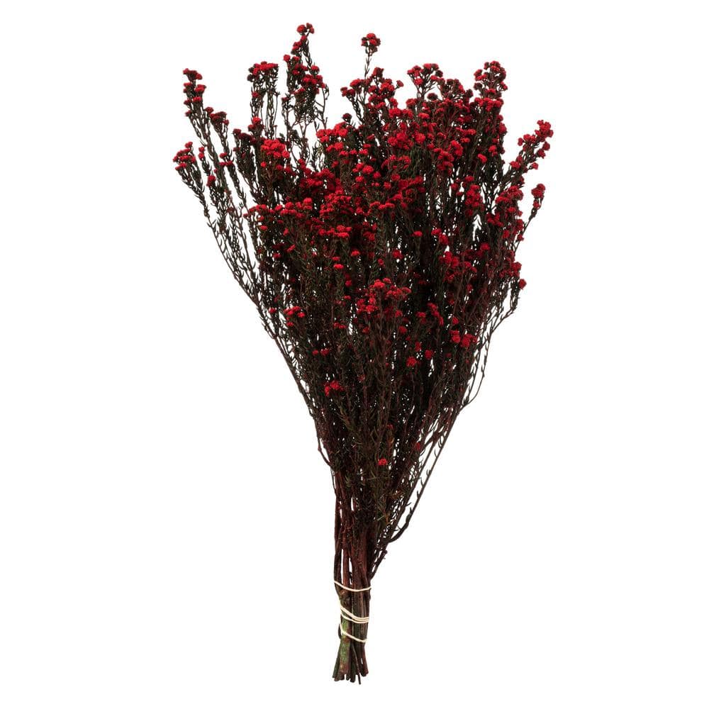 22 in. Red Non- Artificial Preserved Phylica Flower Bunch