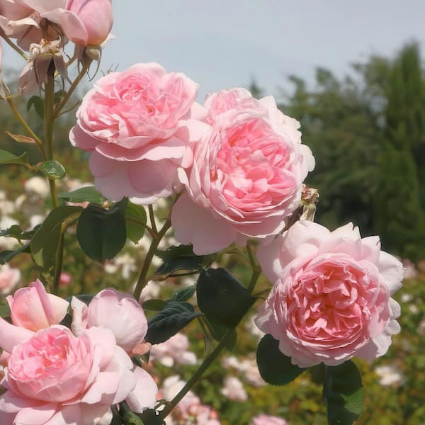 national PLANT NETWORK Bare Root Rose Scentables Sunbelt Savannah