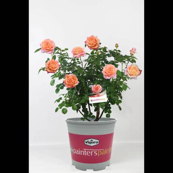 Vigoro 2 Gal. Peach Swirl Rose with Variegated Peach Flowers