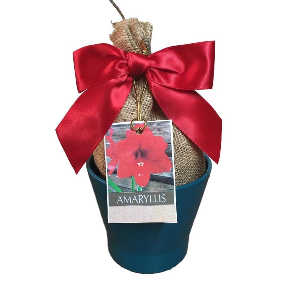 Grand Prix Blue Ceramic Planting Kit