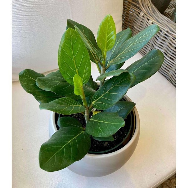 tobacco havana Havana Tobacco (Nicotiana tabacum) seeds