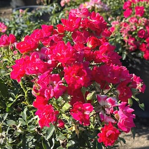 5 Gal. Groundcover Rose Shrub with Red Flowers (2-pack)