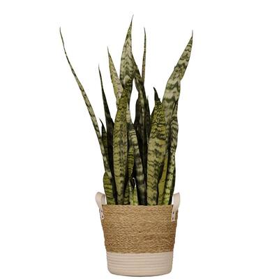 48 In Indoor Plants Garden Center The Home Depot