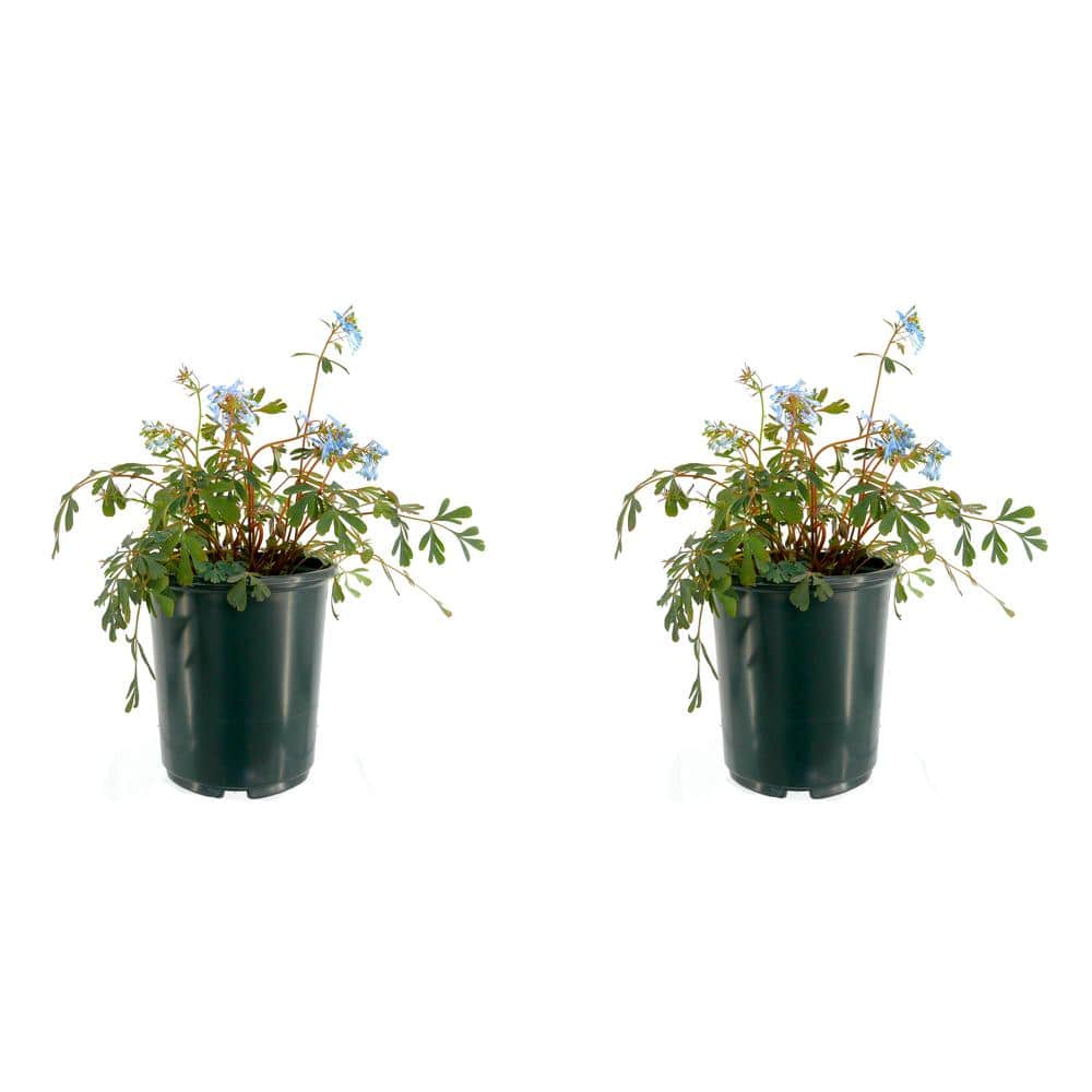 2.5 qt. Perennial Corydalis Blue (2-Pack)