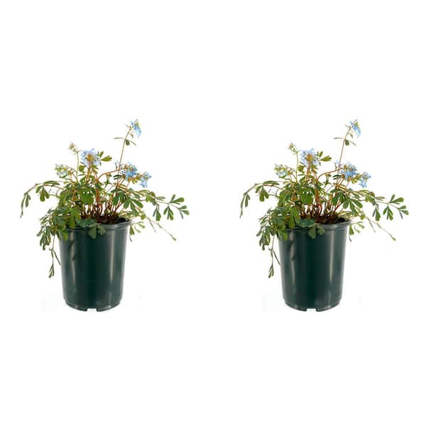 Unbranded 2.5 qt. Perennial Corydalis Blue (2-Pack)