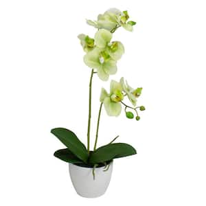 14 in. Ivory Green and White Artificial Orchid Potted Plant Tabletop Decor