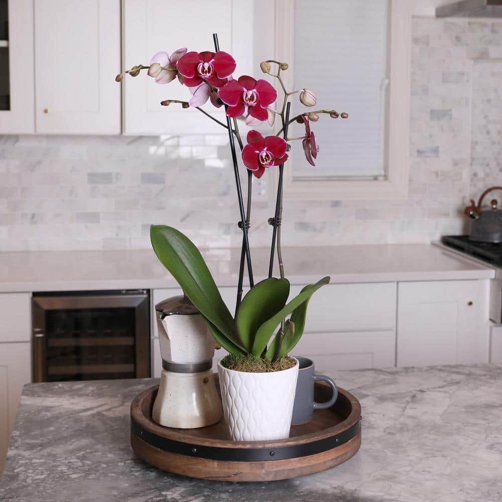 Dark Purple Orchid in White Ceramic Pot, 30-inch