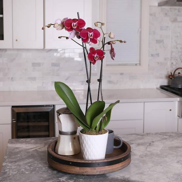 Just Add Ice Premium Orchid (Phalaenopsis) Dark Purple Plant in 5