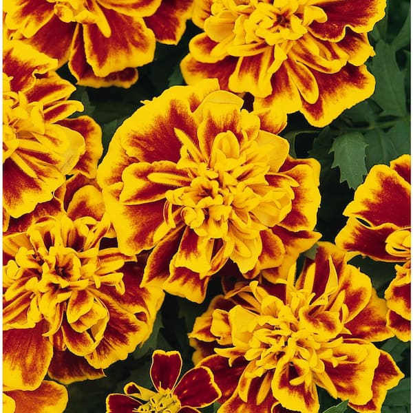 BELL NURSERY 4 in. Bi-Color Marigold Annual Live Plant, Red-Gold Flowers (Pack of 6)