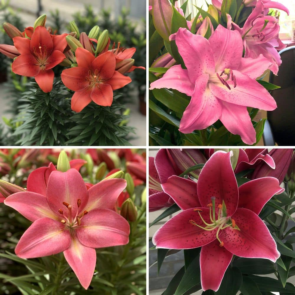 national PLANT NETWORK Bare Root LA Hybrid Lily Looks
