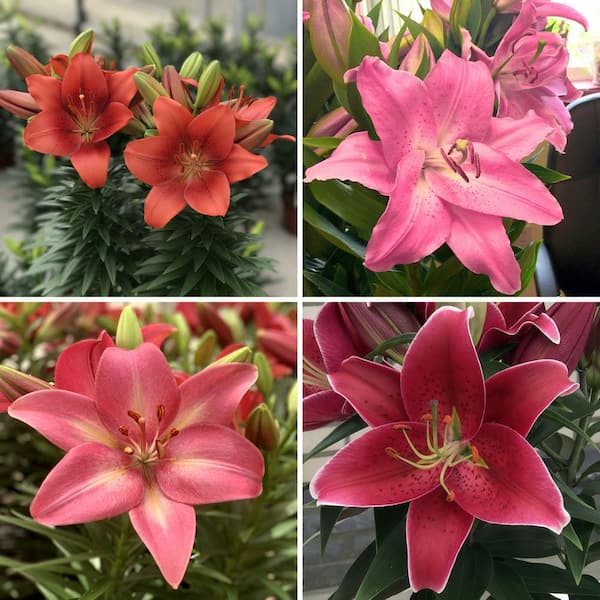 national PLANT NETWORK Bare Root LA Hybrid Lily Looks Collection (4-Pack)