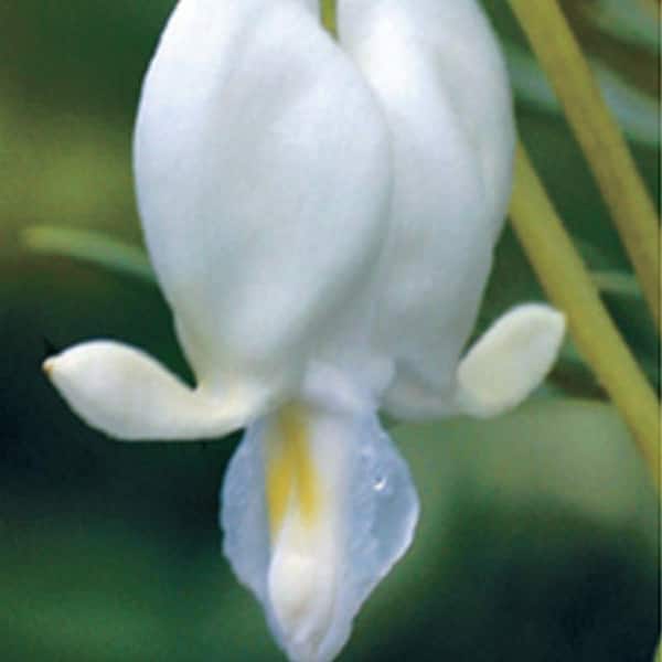 Spring Hill Nurseries White Old-Fashioned Bleeding Heart (Dicentra) Live Bareroot Perennial Plant (1-Pack)