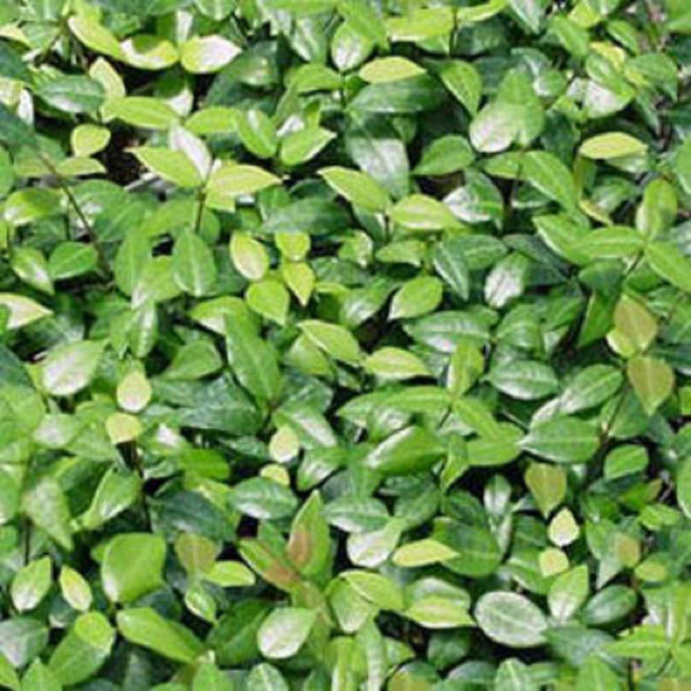 Pure Beauty Farms 2.25 Qt. Asian Jasmine Plant in 2.75 in