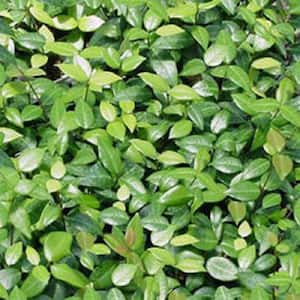 2.25 Qt. Asian Jasmine Plant in 2.75 in. Growers Tray (6-Plants)