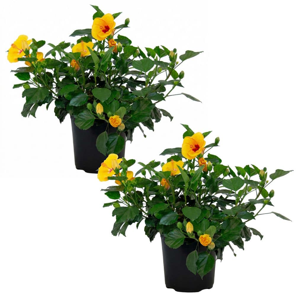 1 Gal. Tradewinds Hibiscus Shrub with Lilikoi Yellow Flowers (2