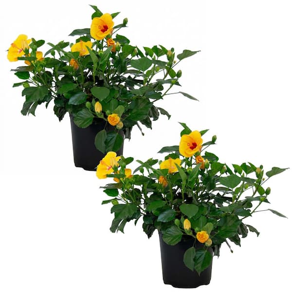 goldfish and plants Goldfish Plant  Plant Detectives