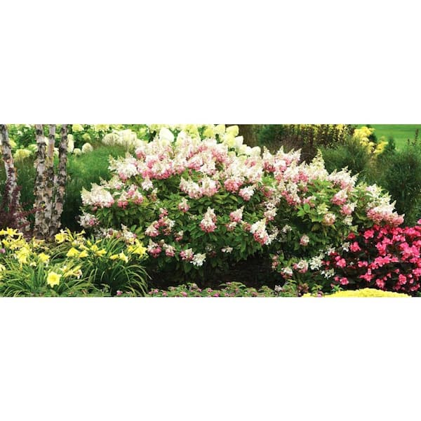 PROVEN WINNERS 2.0 gal. Pinky Winky Hydrangea (Paniculata PROVEN WINNERS 2.0 gal. Pinky Winky Hydrangea (Paniculata