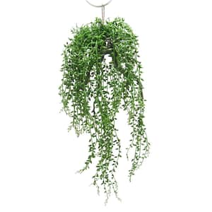 20 .5 in. Donkey Tail String of Pearls Artificial Succulent Hanging Air Plant