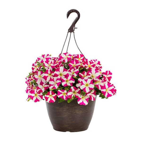 Vigoro 1.75 Gal. Petunia Amore Pink Hearts in Decorative Hanging Basket Annual Plant (1-Pack)