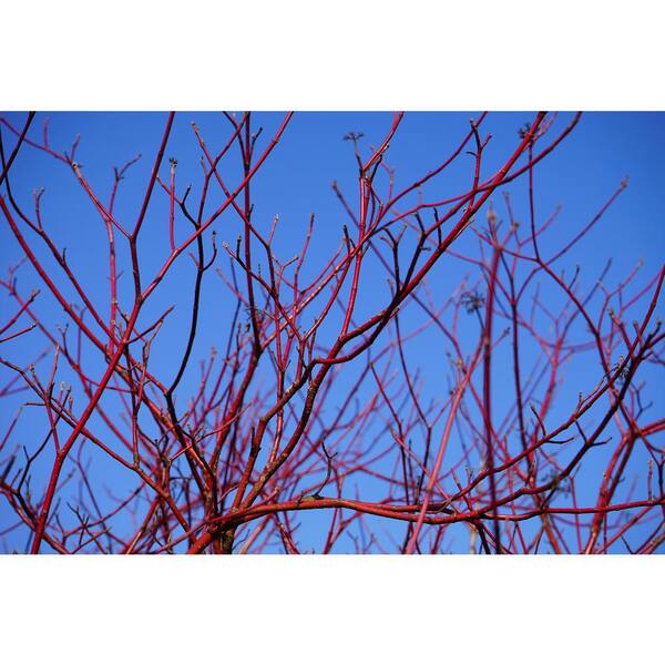Online Orchards 1 Gal. Red Twig Dogwood Shrub Gorgeous Fireyred Winter Stems and Huge White Spring Flowers