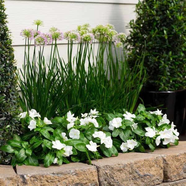 METROLINA GREENHOUSES Vinca Annual Plant (12-Pack) 8430 - The Home
