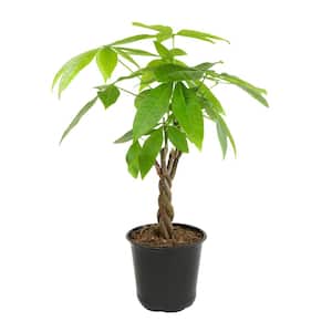 Money Tree 4 in. Live House Plant (PACHIRA) Single Plant in grower pot